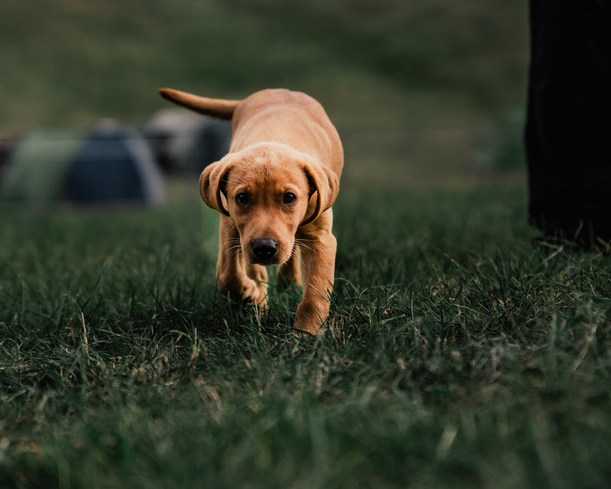 How Detection Dogs Enhance Explosive and Narcotics Screening