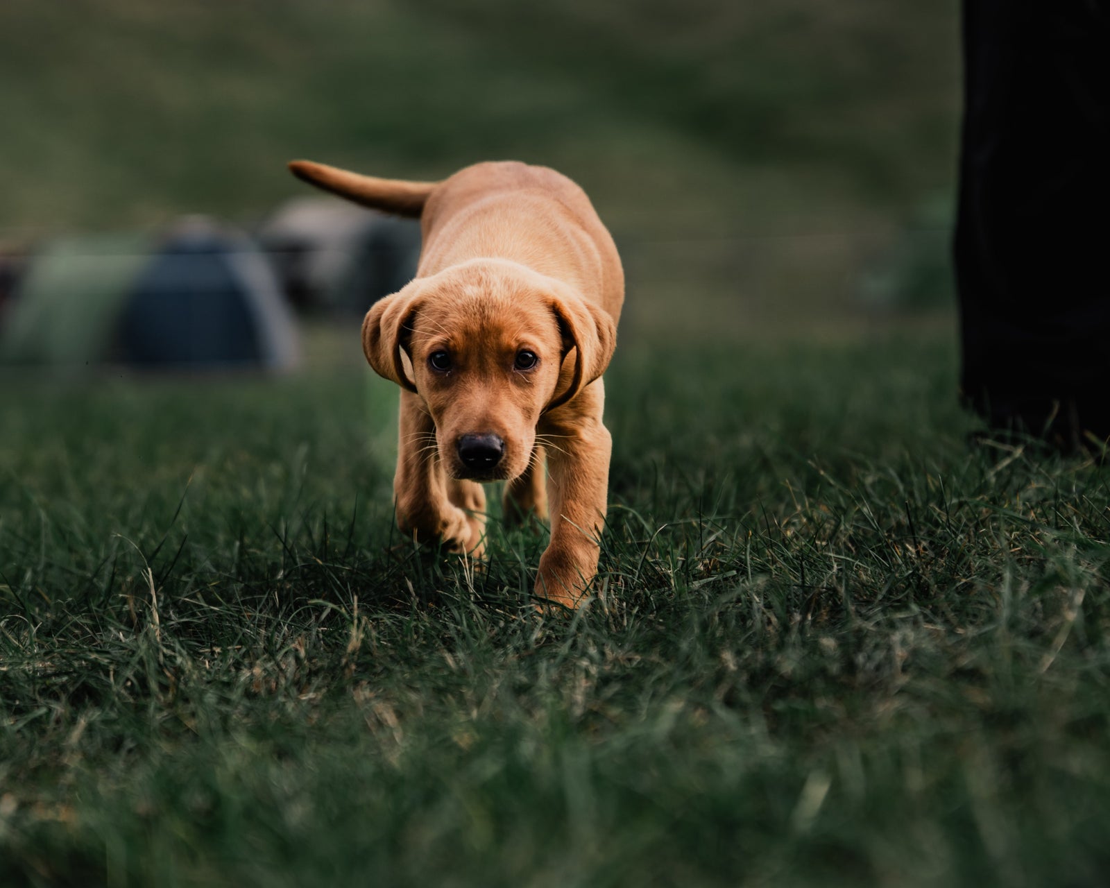 How Detection Dogs Enhance Explosive and Narcotics Screening