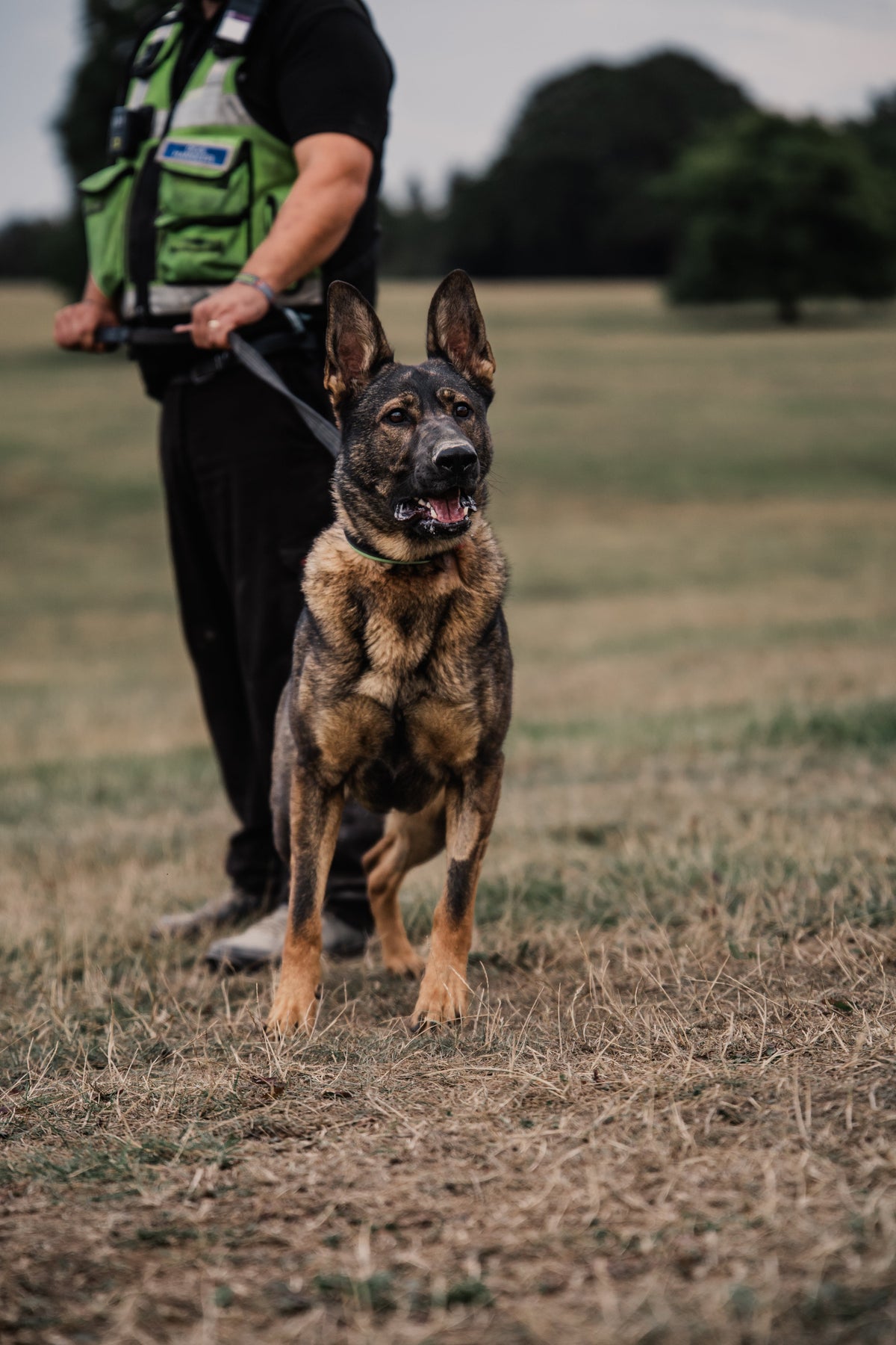 Understanding SIA Licensing Requirements for K9 Handlers